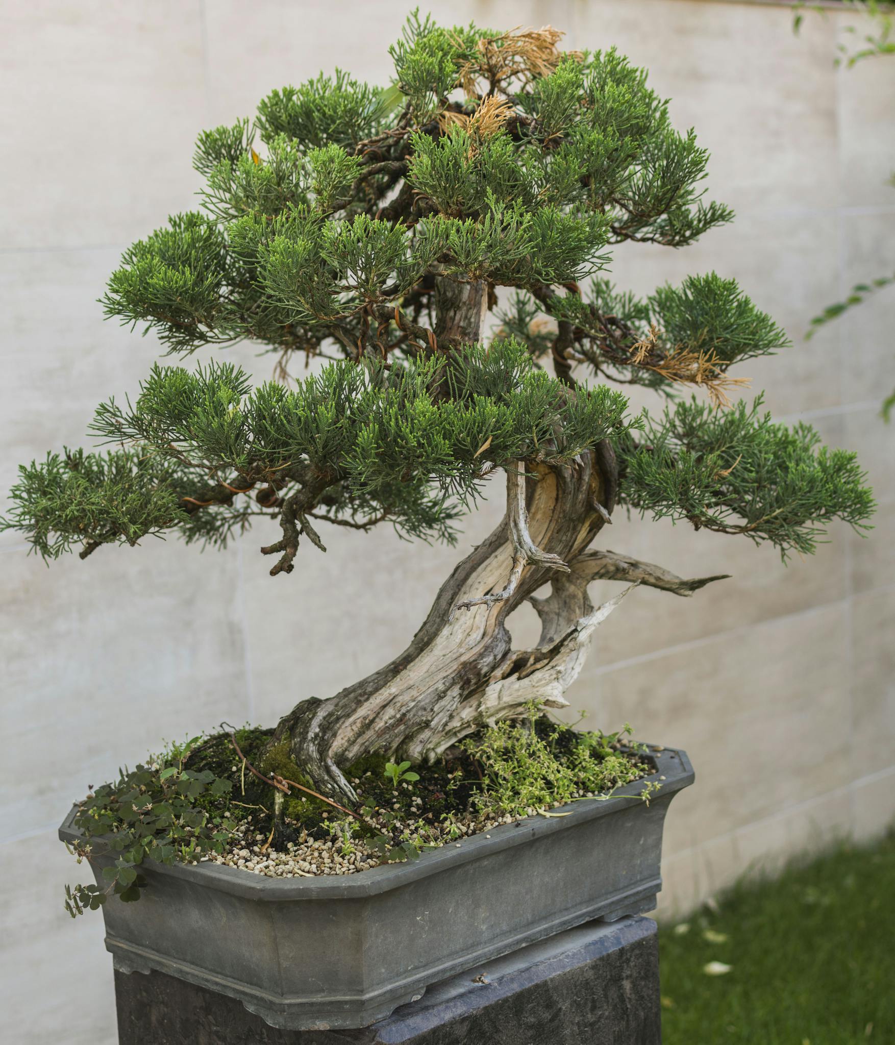 A finely shaped bonsai tree in a decorative pot, showcasing skillful design and natural beauty.