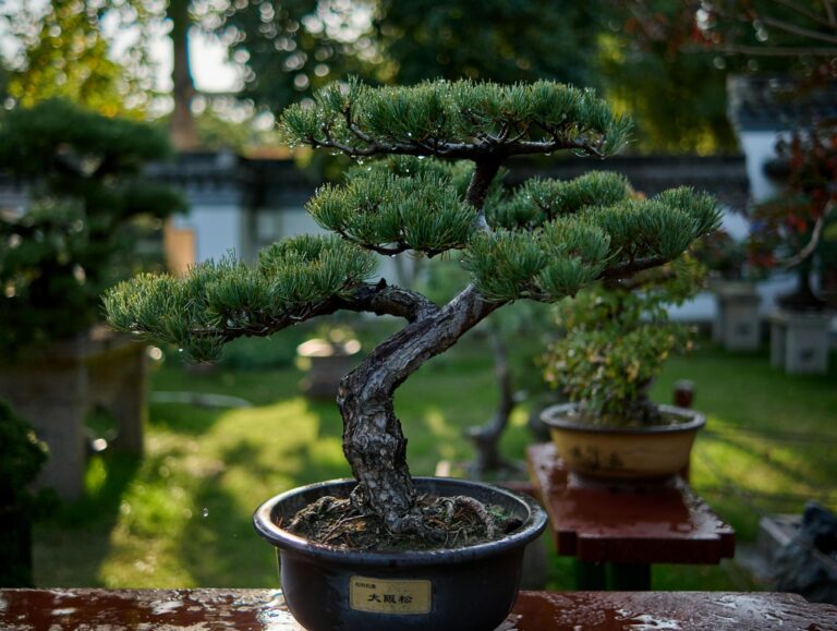 A tranquil outdoor scene featuring a beautifully sculpted bonsai tree in a pot.