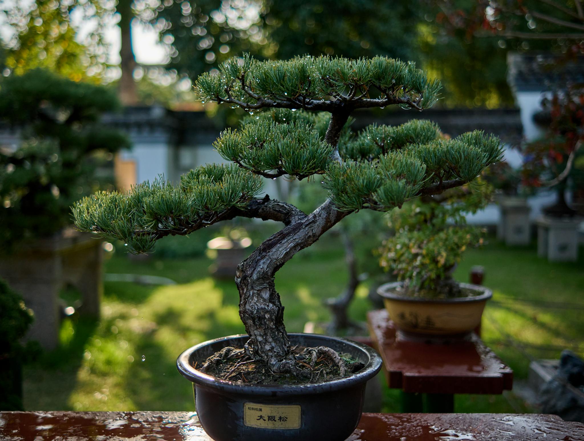 A tranquil outdoor scene featuring a beautifully sculpted bonsai tree in a pot.