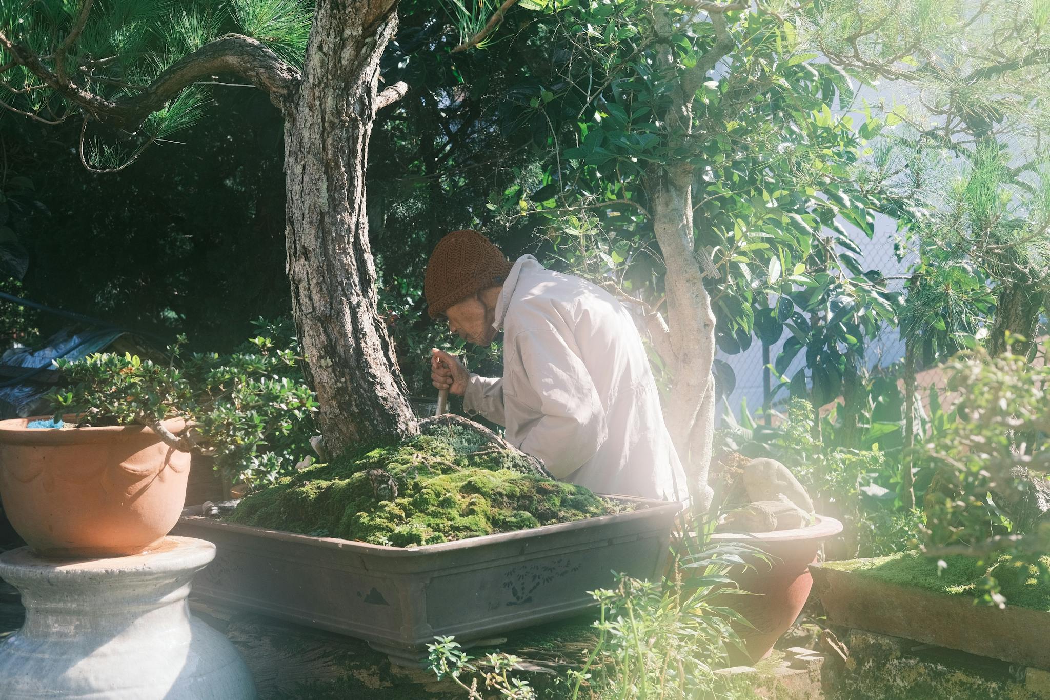 An adult gardener carefully works on a bonsai tree surrounded by plants.
