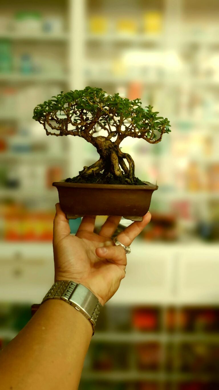 Close-up of a hand holding a miniature bonsai tree against an indoor backdrop.