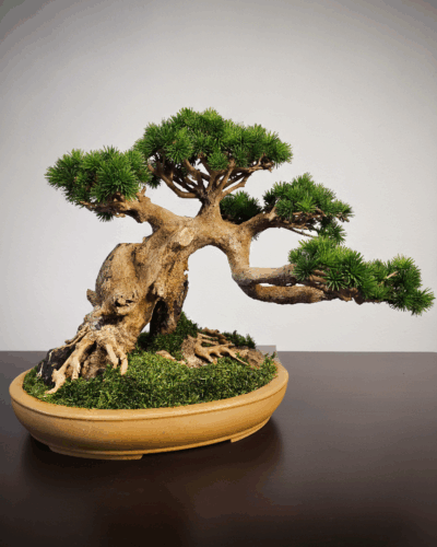 Design Bonsai <br>30 × 40 cm