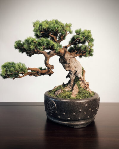 Design Bonsai <br>40 × 40 cm