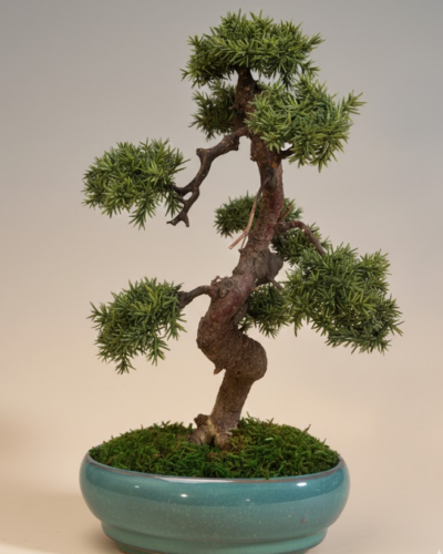 Design Bonsai <br> 32 × 18 cm