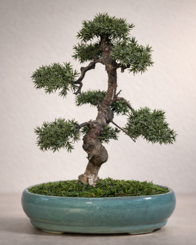 Design Bonsai <br> 32 × 18 cm