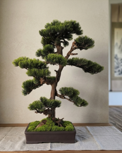 Design Bonsai <br>  64 x 50 cm