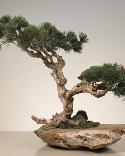 Design Bonsai <br> 80 x 57 cm