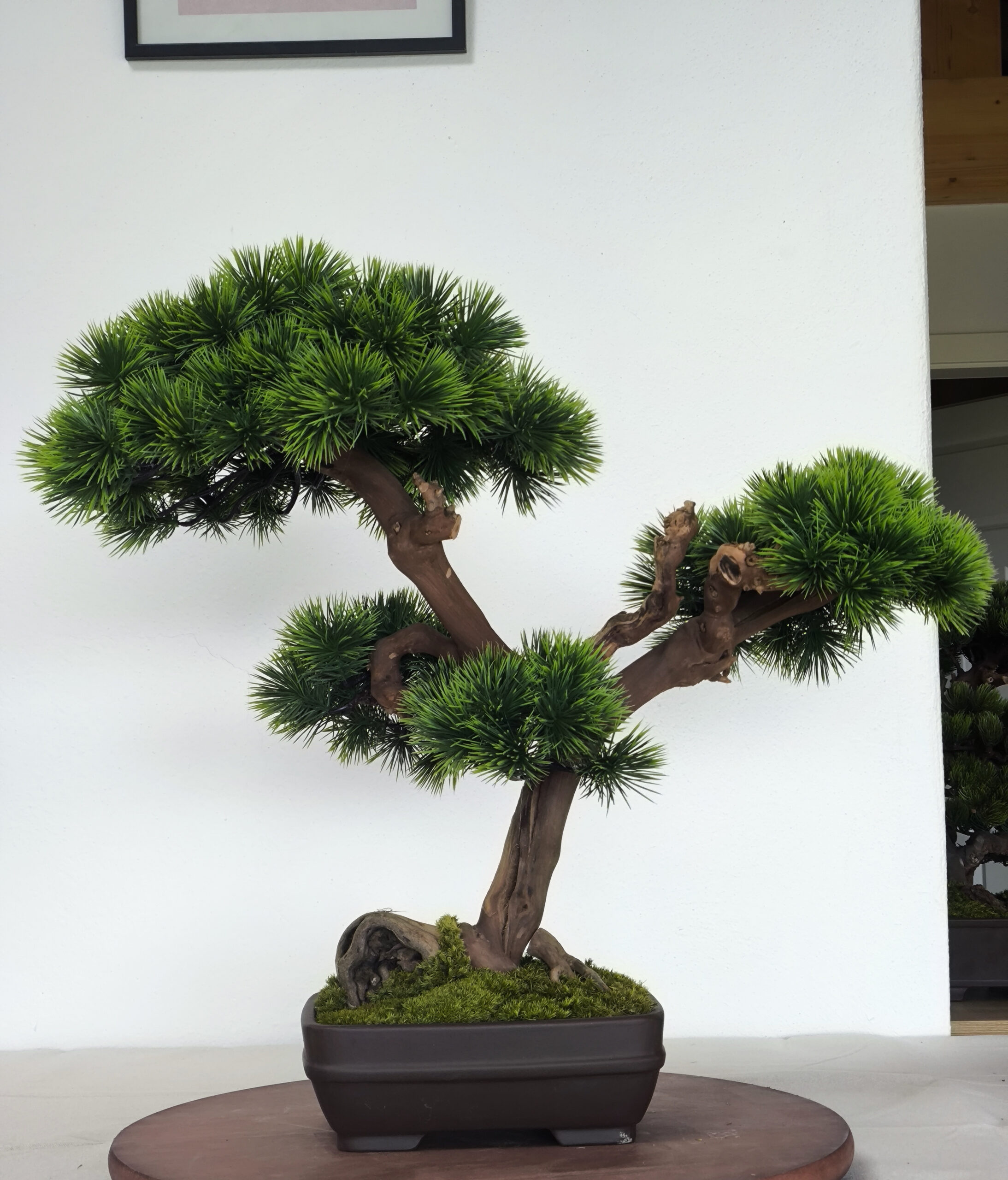 Design Bonsai <br> 60 x 55 cm – Bild 3