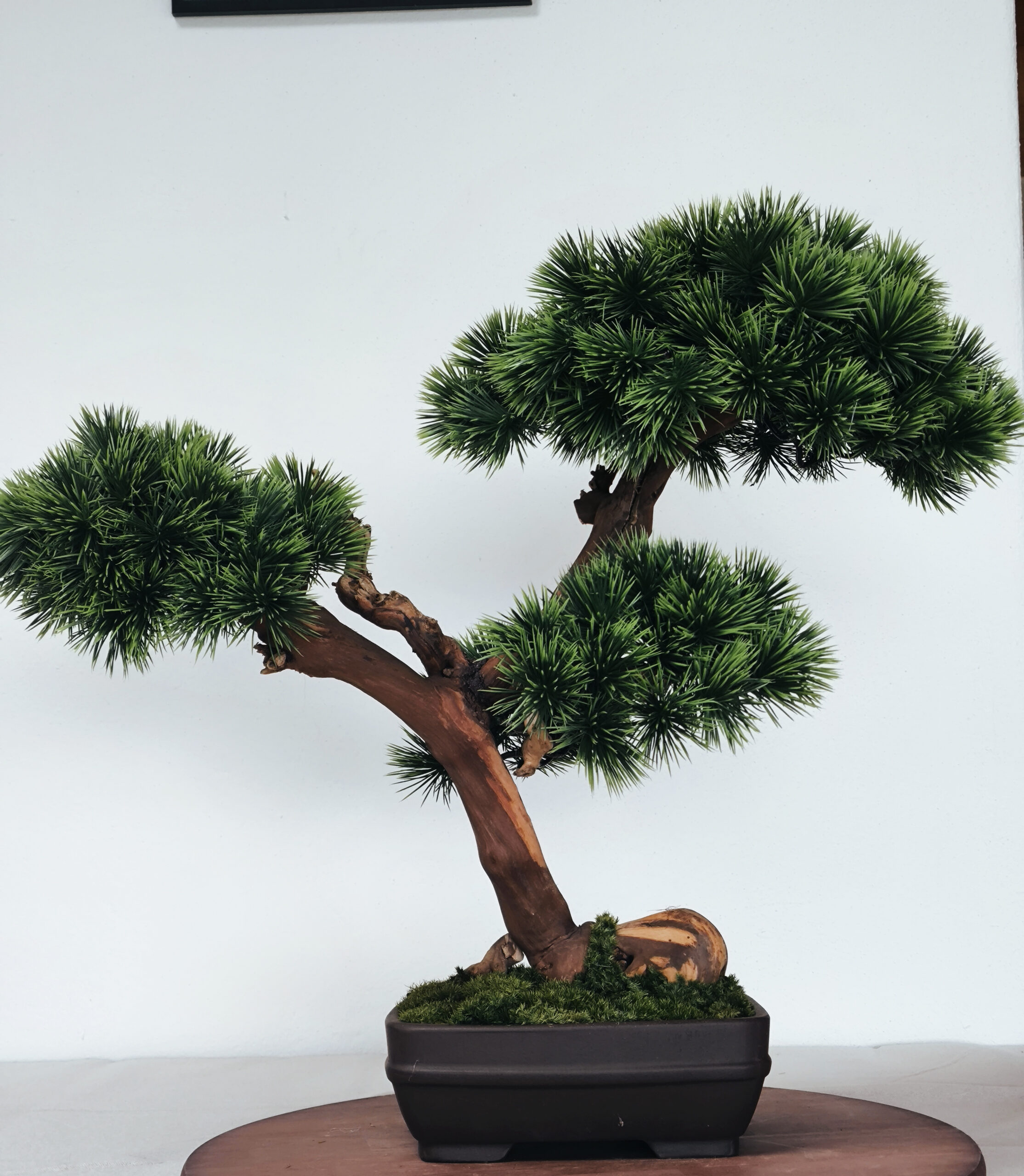 Design Bonsai <br> 60 x 55 cm – Bild 4