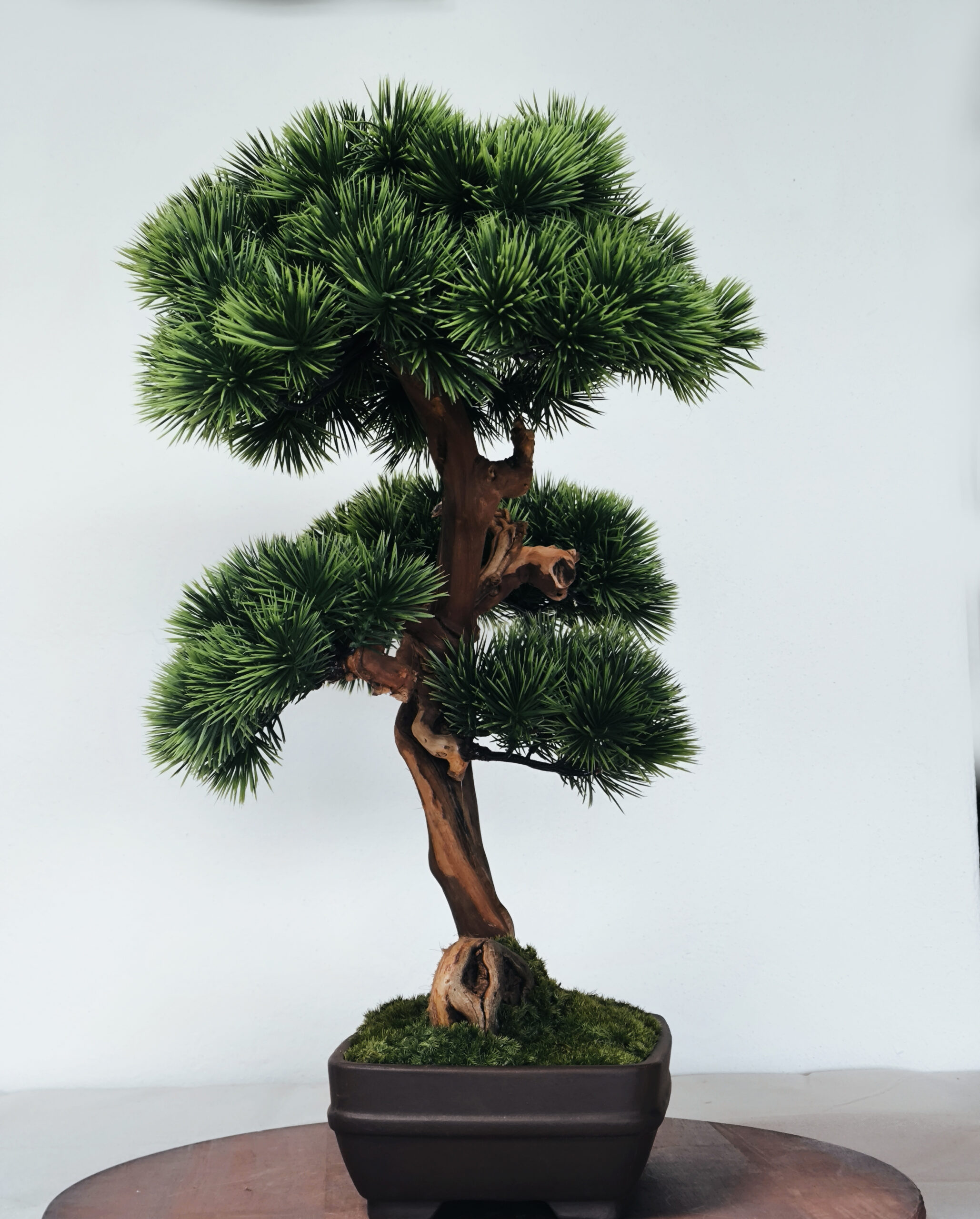 Design Bonsai <br> 60 x 55 cm – Bild 5