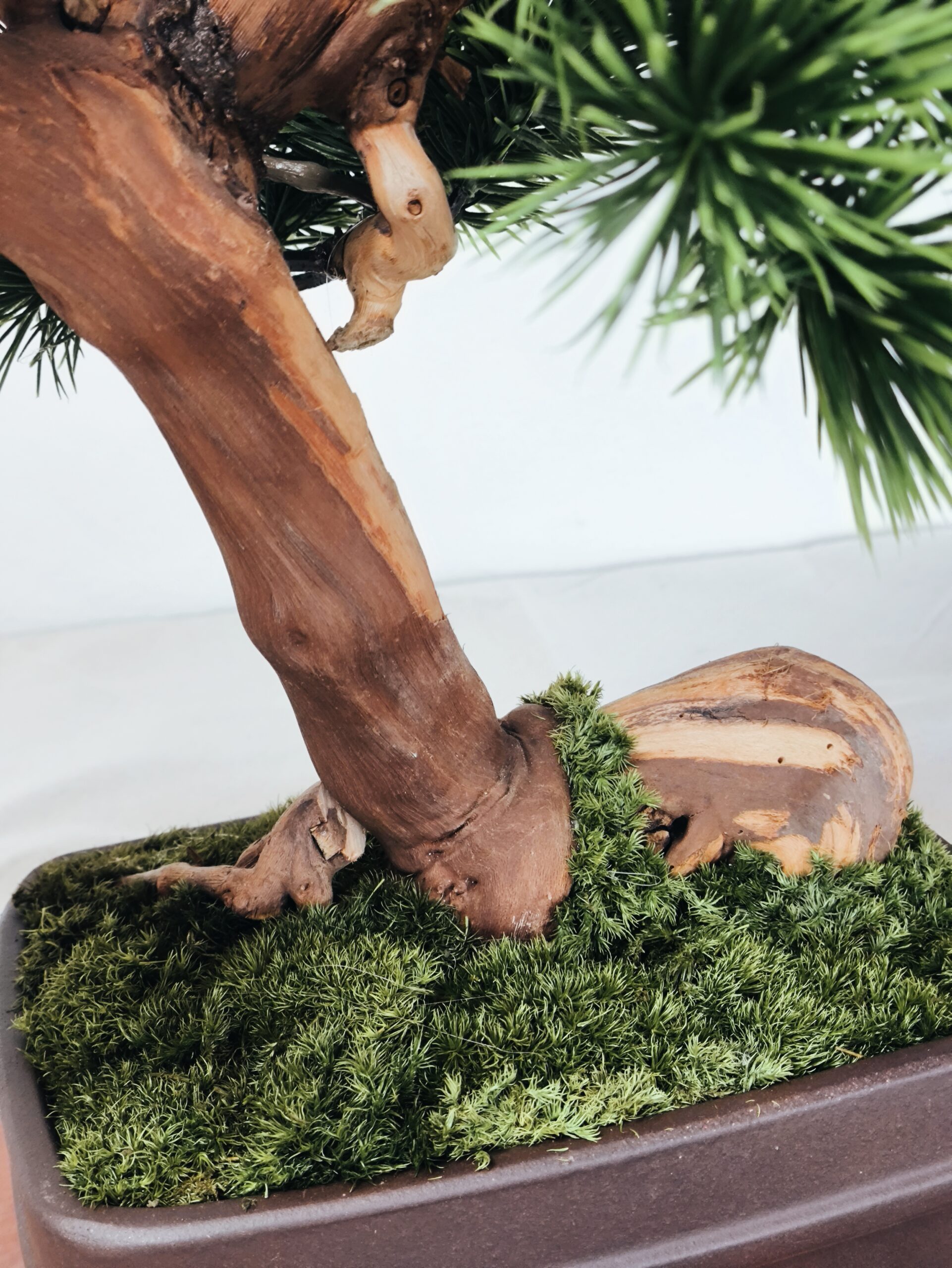 Design Bonsai <br> 60 x 55 cm – Bild 6