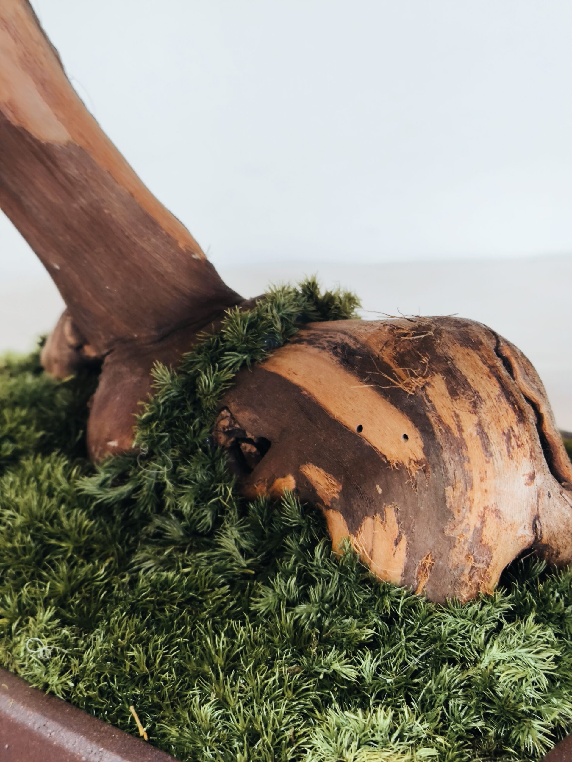 Design Bonsai <br> 60 x 55 cm – Bild 7