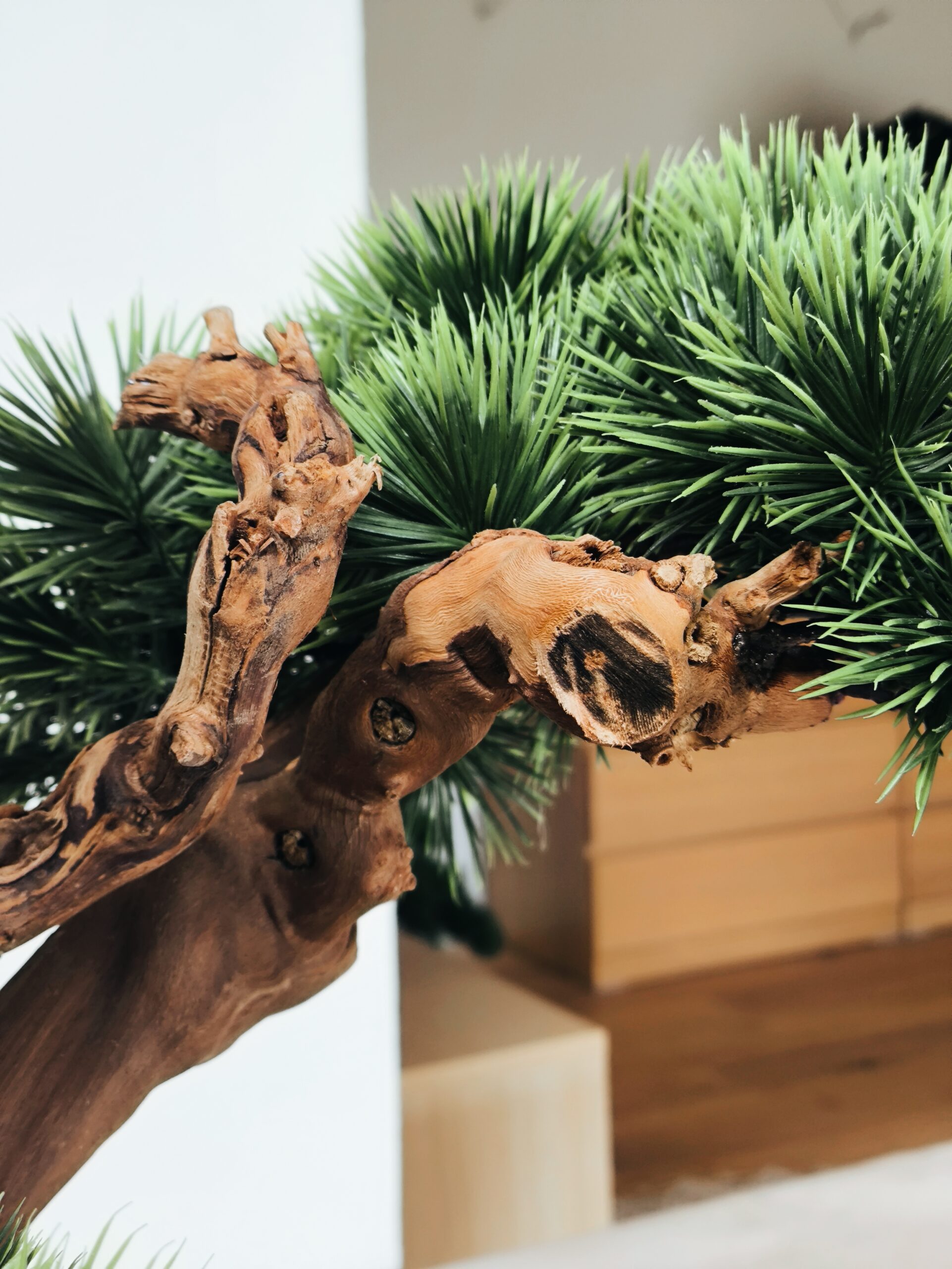 Design Bonsai <br> 60 x 55 cm – Bild 9